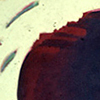 Ayatollaa 1980.