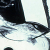 Serpent 1978