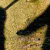  Two shadows