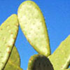 Cactus No.1