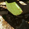 Cactus & wall