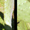 Cactus & shadow