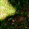 Grass Shadow