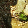 Wall Shadow No.3
