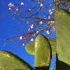 Cactus & Almond Blossom No.1