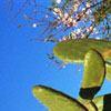 Cactus & Almond Blossom No.2