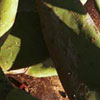 Cactus & Wall