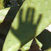 Cactus & Shadow No.1