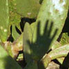 Cactus & Shadow No.3